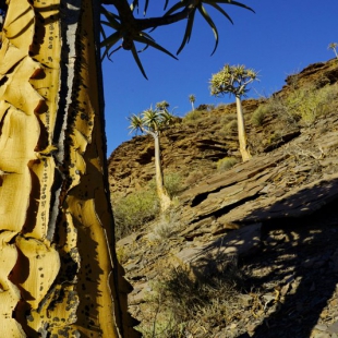 Aloe dichotoma